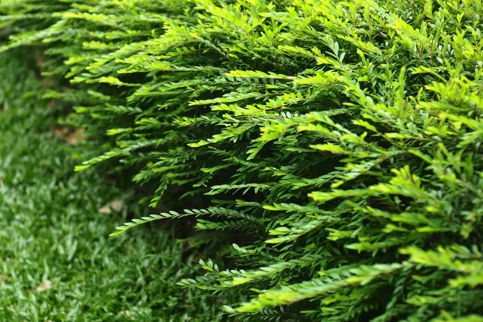 Greens & Outdoors at TOTAL ENVIRONMENT FINANCIAL DISTRICT, Hyderabad